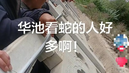 甘肃一河滩有蛇群出没引围观，当地悬挂告示牌提醒“勿靠近”：有毒，后续捕获后放归山林