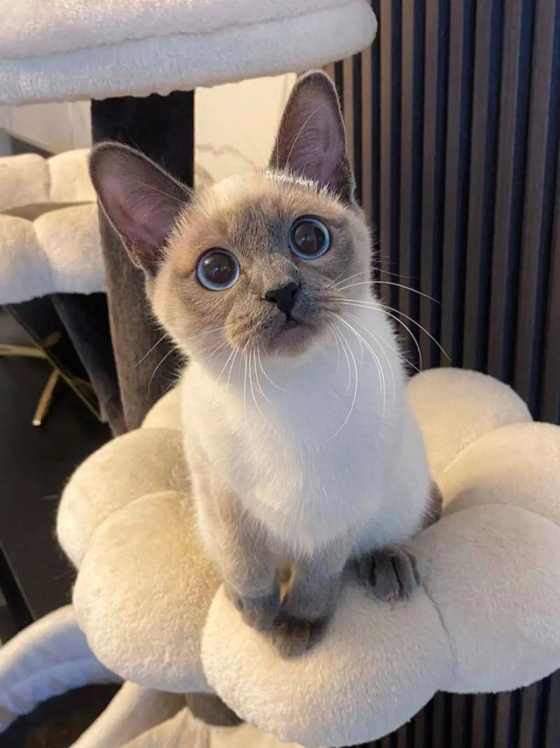 暹罗猫肥胖吃什么猫粮好？什么牌子的猫粮好？