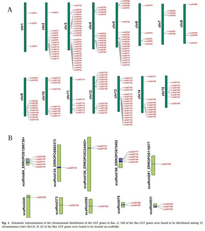 【一区家族】亚麻UGT家族全基因组鉴定及LuUGT175调控木质素生物合成的功能验证