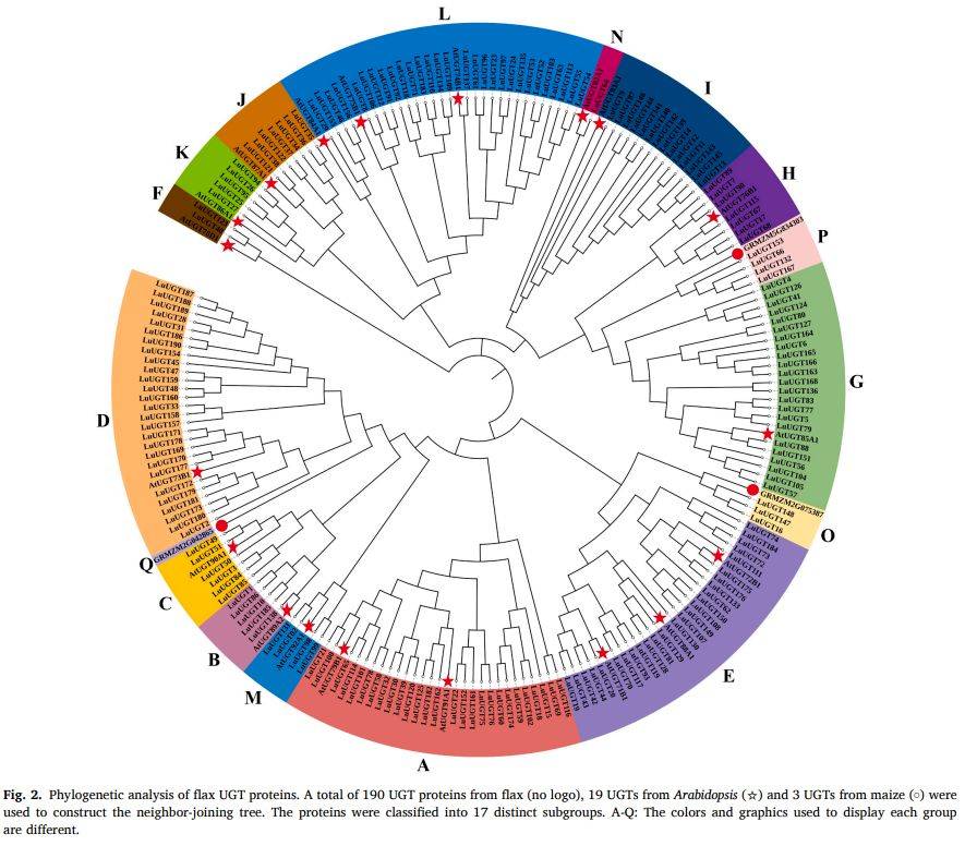 【一区家族】亚麻UGT家族全基因组鉴定及LuUGT175调控木质素生物合成的功能验证