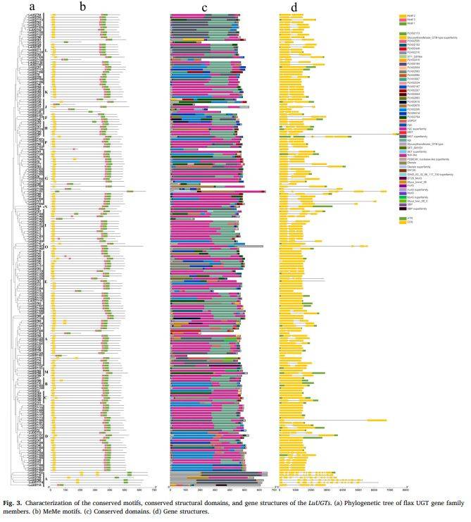【一区家族】亚麻UGT家族全基因组鉴定及LuUGT175调控木质素生物合成的功能验证