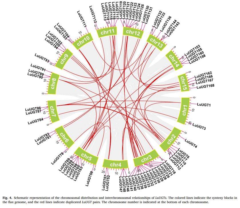 【一区家族】亚麻UGT家族全基因组鉴定及LuUGT175调控木质素生物合成的功能验证