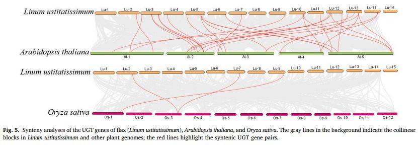 【一区家族】亚麻UGT家族全基因组鉴定及LuUGT175调控木质素生物合成的功能验证