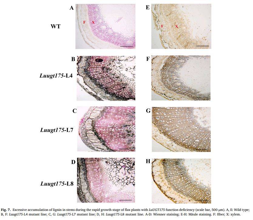 【一区家族】亚麻UGT家族全基因组鉴定及LuUGT175调控木质素生物合成的功能验证