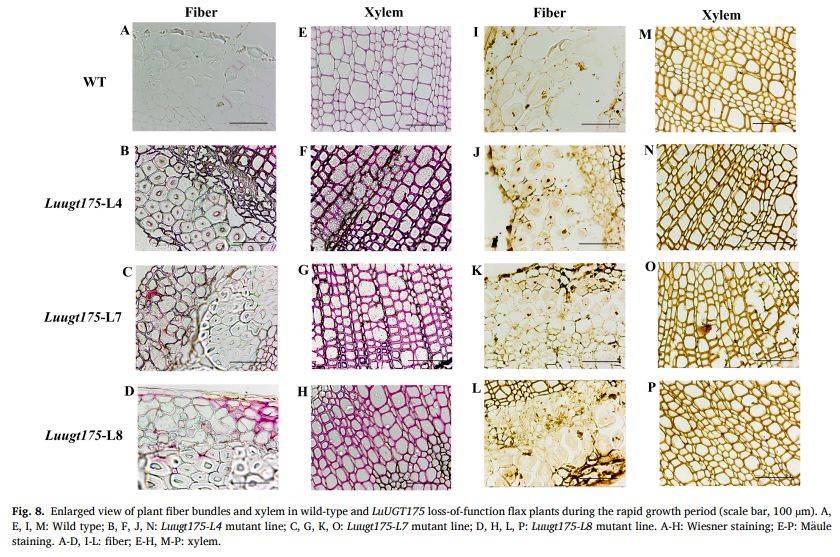 【一区家族】亚麻UGT家族全基因组鉴定及LuUGT175调控木质素生物合成的功能验证