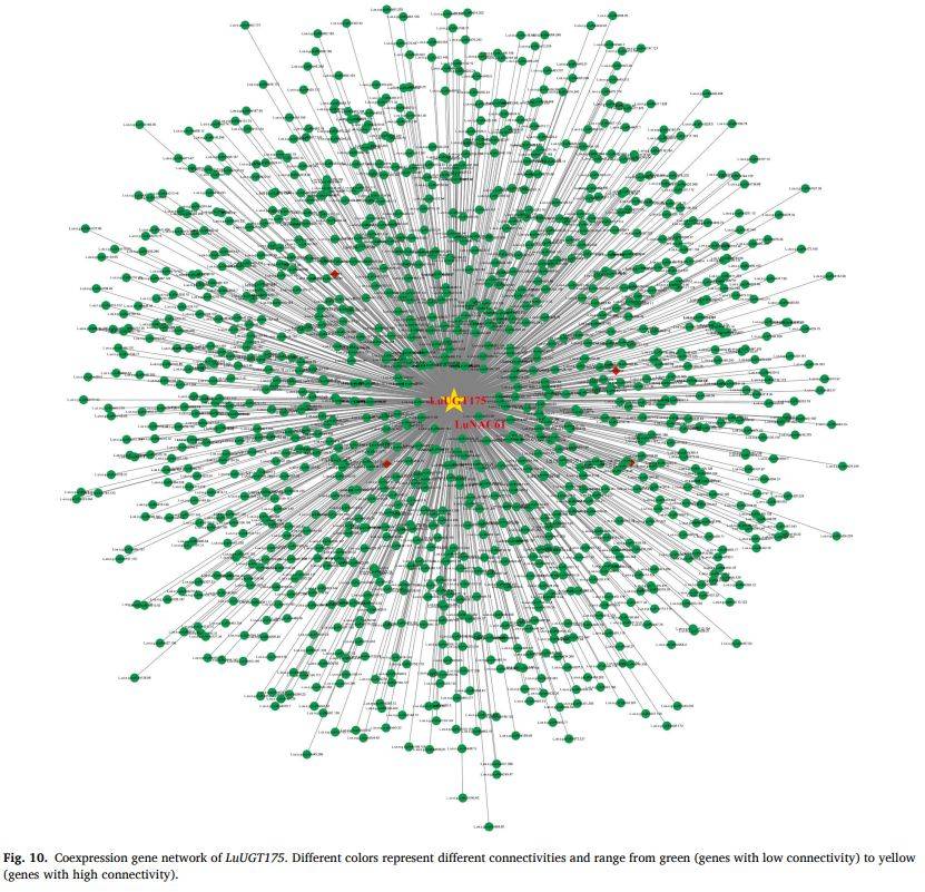 【一区家族】亚麻UGT家族全基因组鉴定及LuUGT175调控木质素生物合成的功能验证