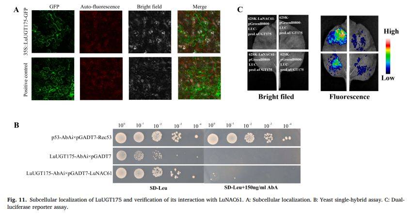 【一区家族】亚麻UGT家族全基因组鉴定及LuUGT175调控木质素生物合成的功能验证