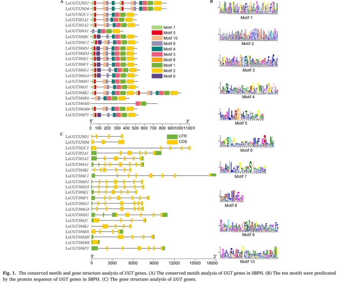 【一区家族】灰飞虱UGT基因家族分析