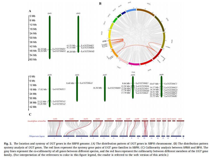 【一区家族】灰飞虱UGT基因家族分析