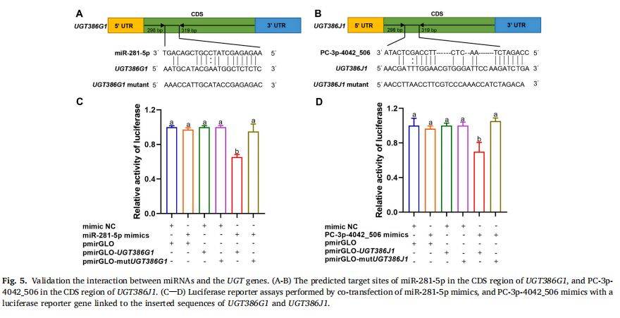 【一区家族】灰飞虱UGT基因家族分析