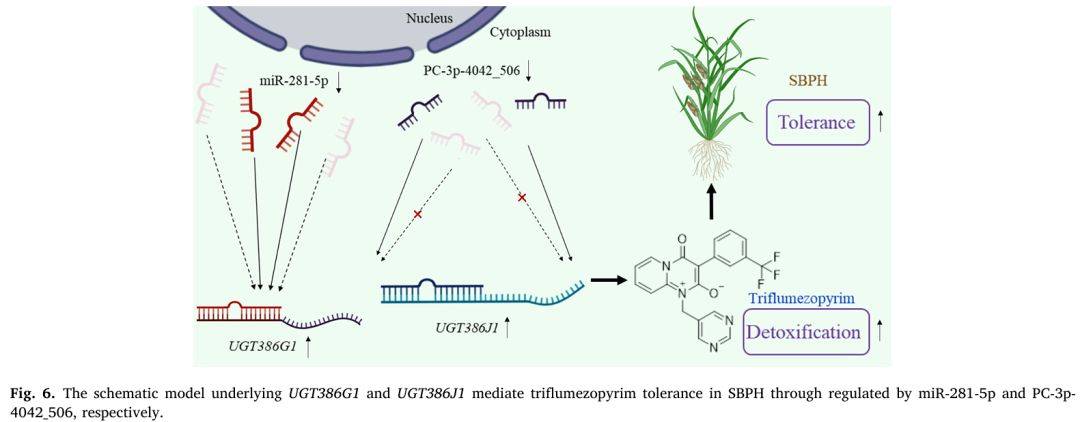 【一区家族】灰飞虱UGT基因家族分析