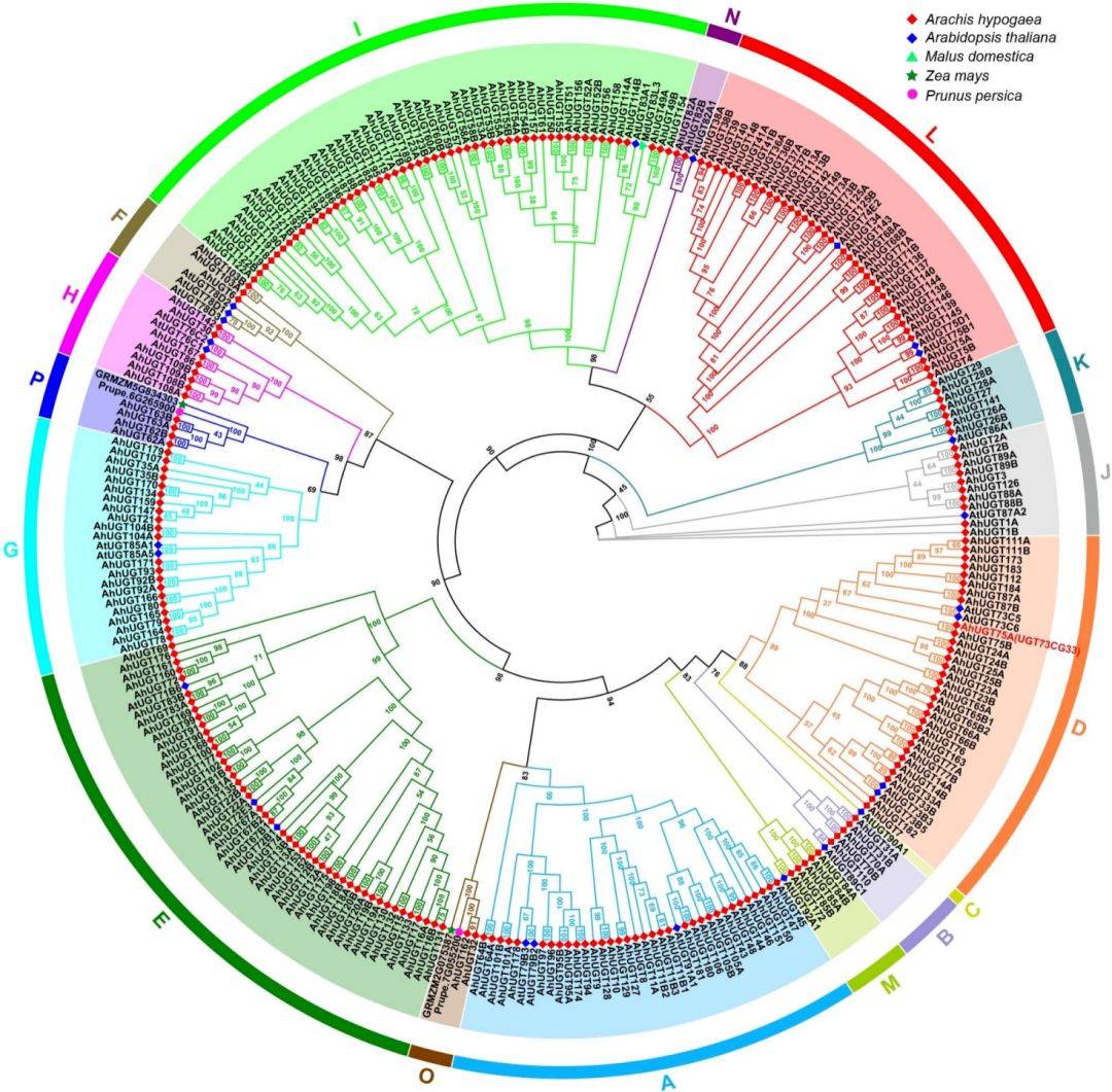 【二区家族】花生UGT基因家族的全基因组分析