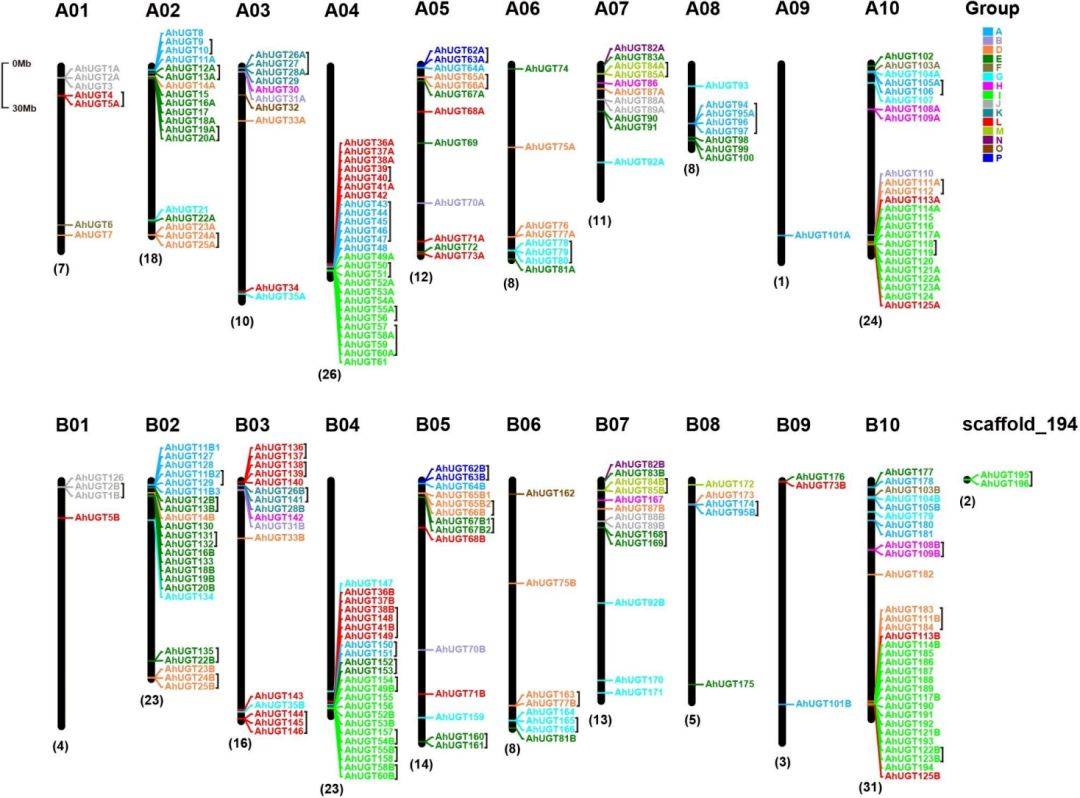 【二区家族】花生UGT基因家族的全基因组分析