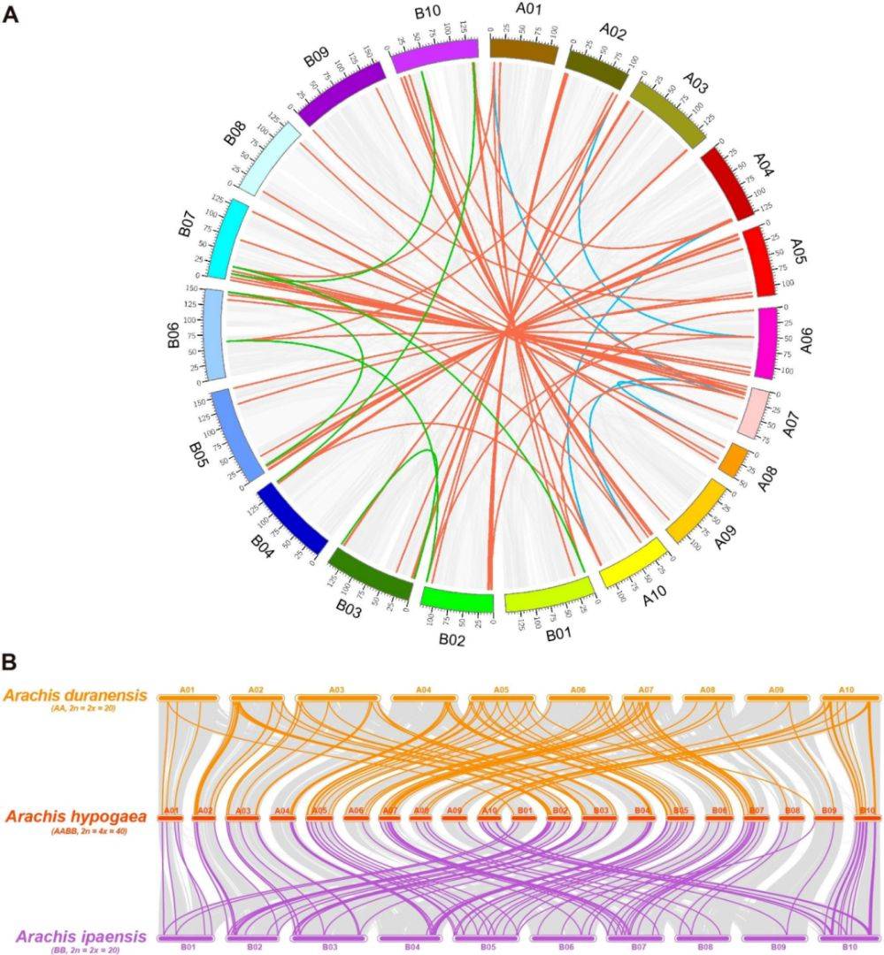 【二区家族】花生UGT基因家族的全基因组分析