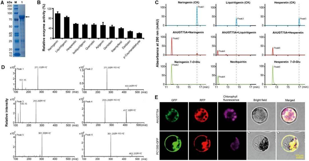【二区家族】花生UGT基因家族的全基因组分析