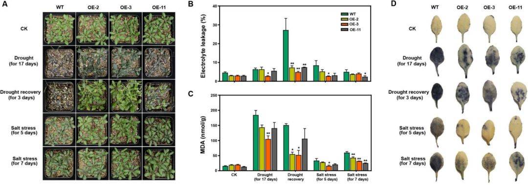 【二区家族】花生UGT基因家族的全基因组分析